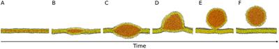 To Bud or Not to Bud: A Perspective on Molecular Simulations of Lipid Droplet Budding